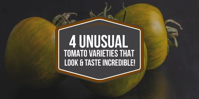 4 Unusual Tomato Varieties That Look & Taste Incredible!