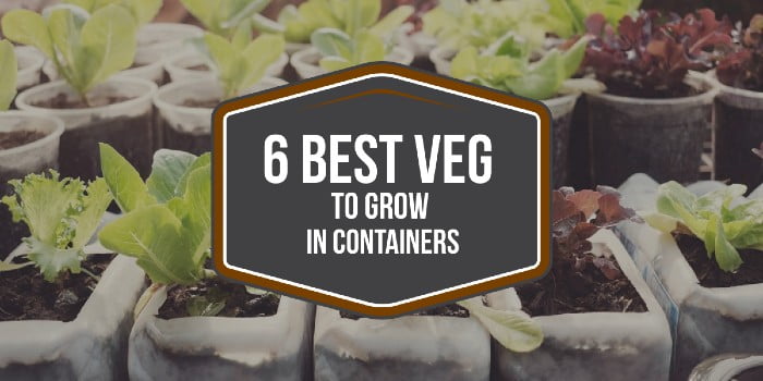 6 Best Veg To Grow In Containers