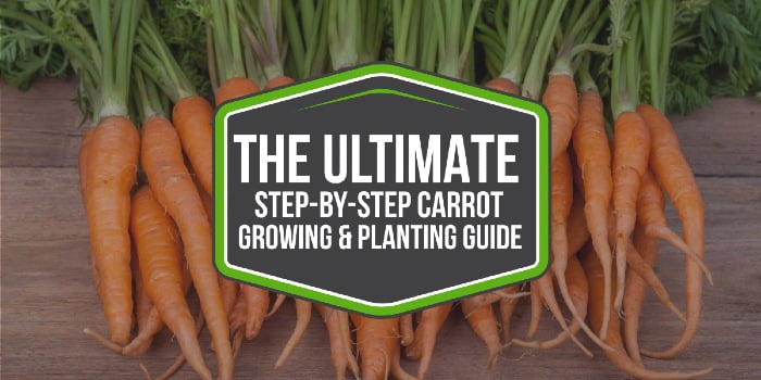 Carrot GROWING and PLANTING GUIDE