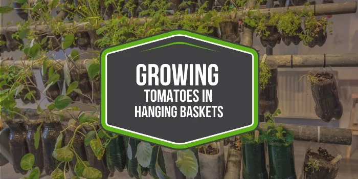 Growing Tomatoes In Hanging Baskets