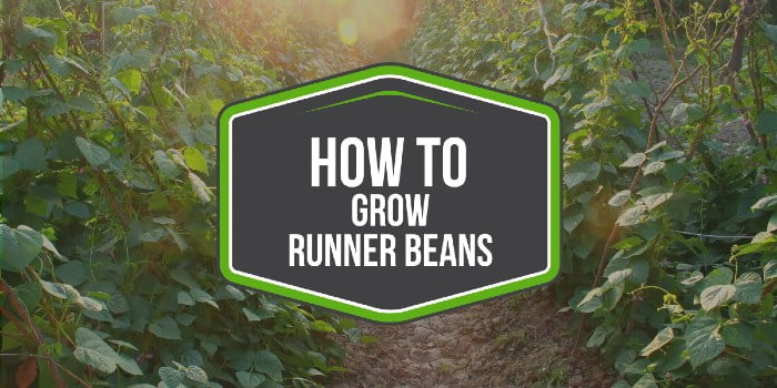 How To Grow Runner Beans