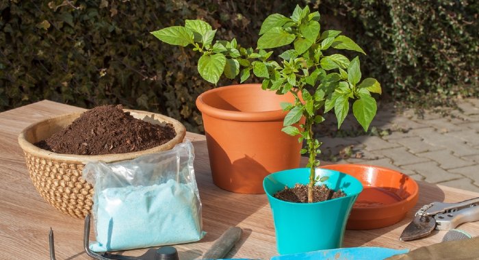 basics of growing vegetables in containers