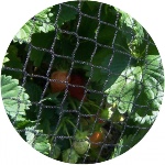 bird netting