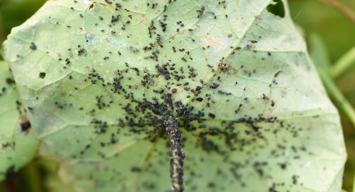 black bean aphid on leaf