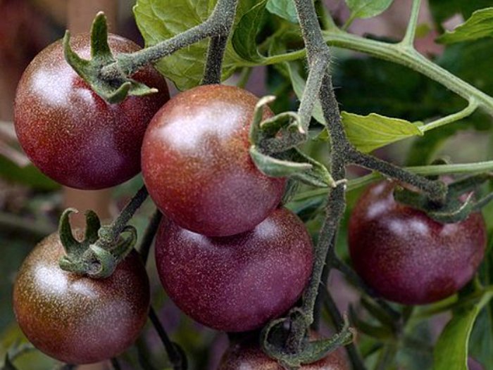 Tomatoes of the Blach Cherry variety