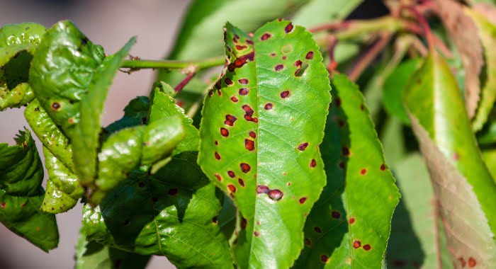 brown spots on leaf caused by fungal disease