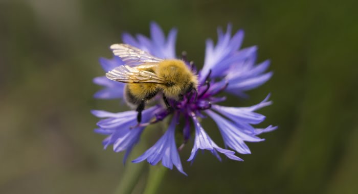 Bumblebees love comfrey flowers