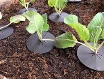 Cabbage plant protector