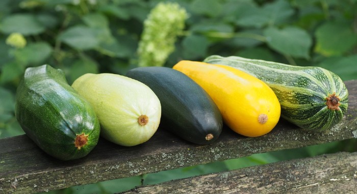 different courgette varieties