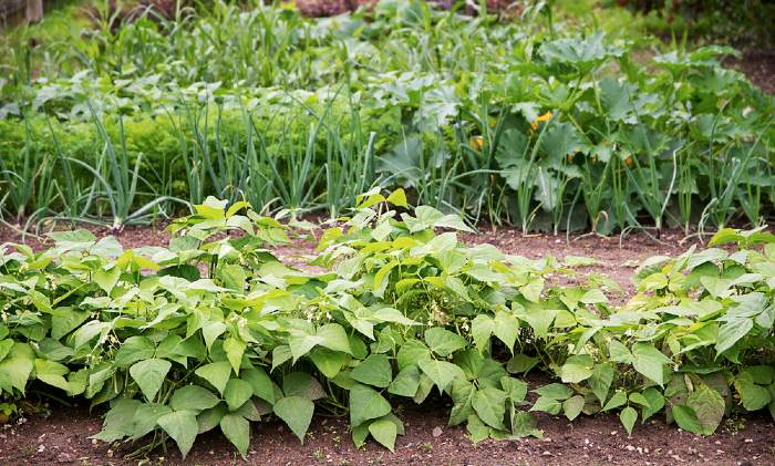 vegetables planted with crop rotation