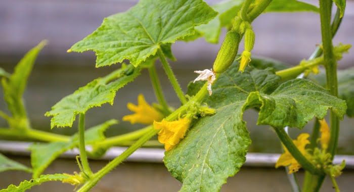 Cucumber plant with flowers and fruits