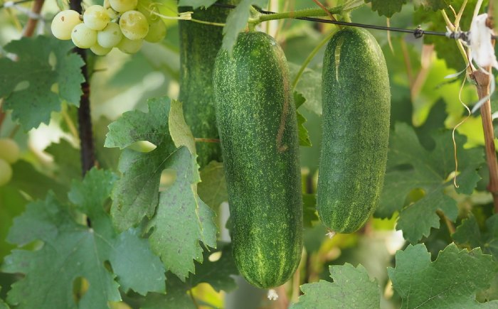cucumber haning from plant
