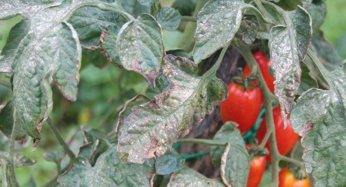 downy mildew on tomato plant