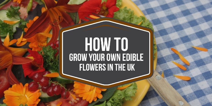 How To Grow Your Own Edible Flowers In The UK