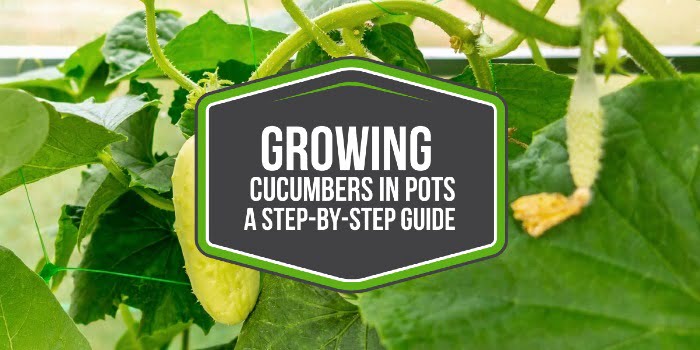 Growing Cucumbers in Pots - A Step-by-Step Guide