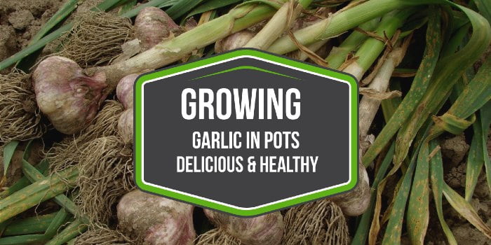 Growing Garlic in Pots - Delicious and Healthy
