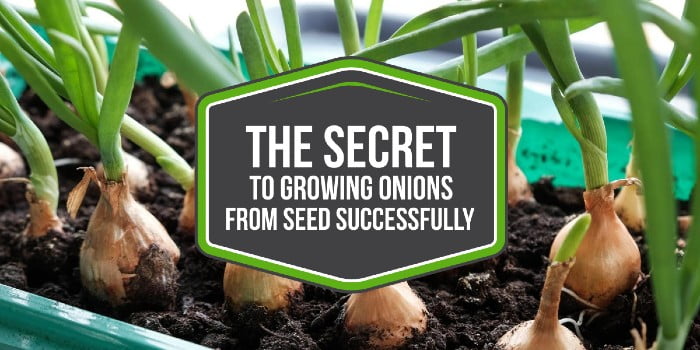 The Secret To Growing Onions From Seed Successfully