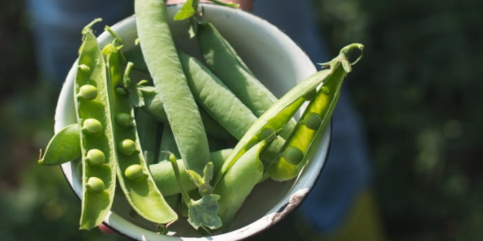 Growing Peas In Pots For Huge Harvest