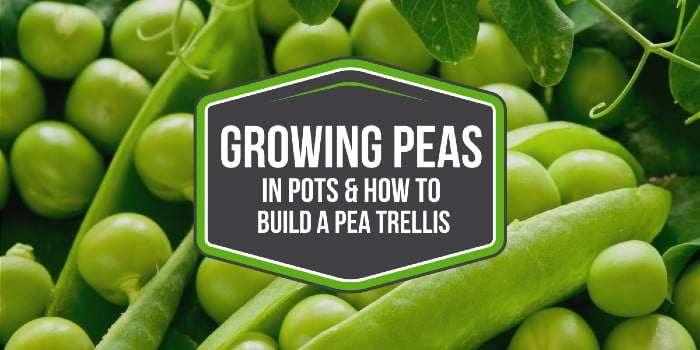 Growing Peas In Pots & How To Build A Pea Trellis