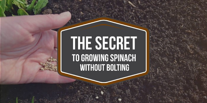 The Secret To Growing Spinach Without Bolting