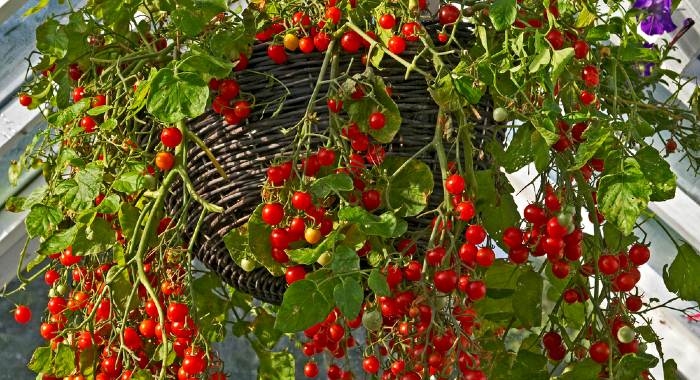 Growing Tomatoes in a Hanging Basket