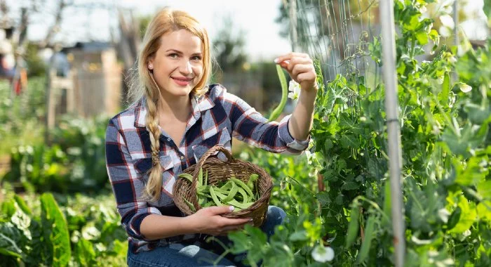Growing Broad Beans In Pots For Bumper Early Harvests