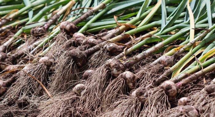 harvesting your garlic
