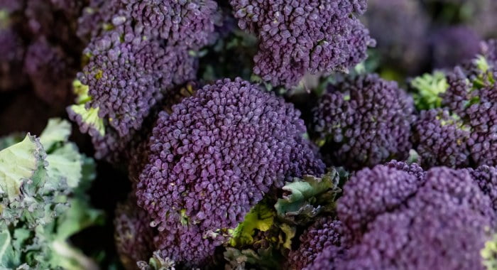 harvesting your winter purple sprouting broccoli