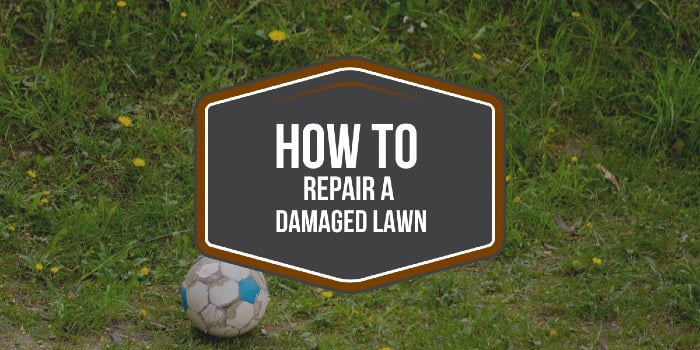 how to repair a damaged lawn