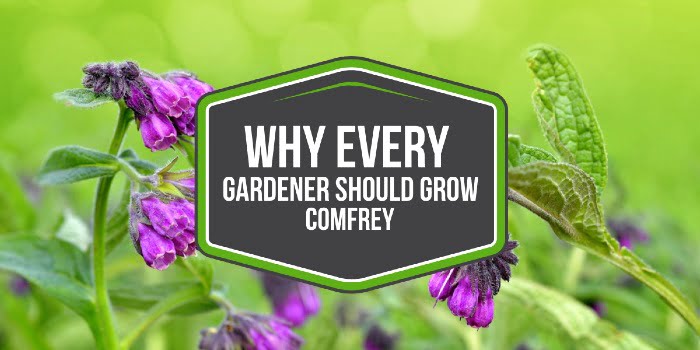 Why Every Gardener Should Grow Comfrey