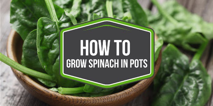 How to grow spinach in pots