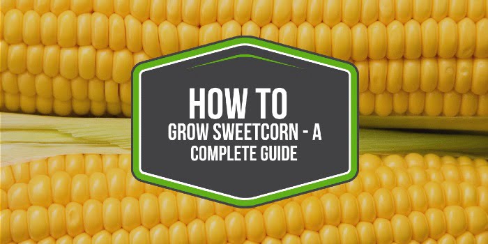 How to grow sweetcorn - a complete guide