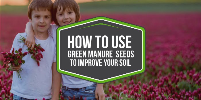 How to use green manure seeds to improve your soil