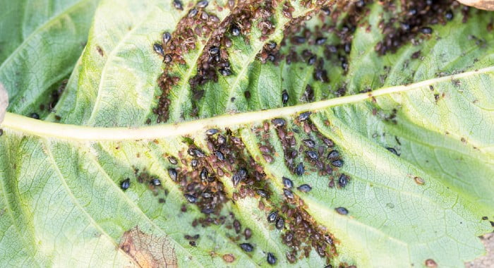 aphid infestation