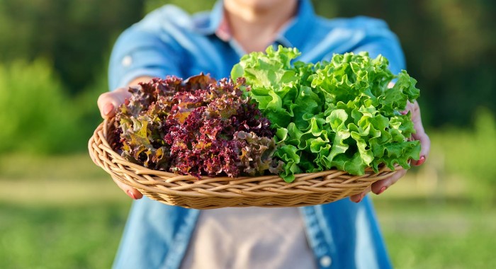 there are different lettuce varieties you can grow