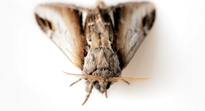 moth on white background