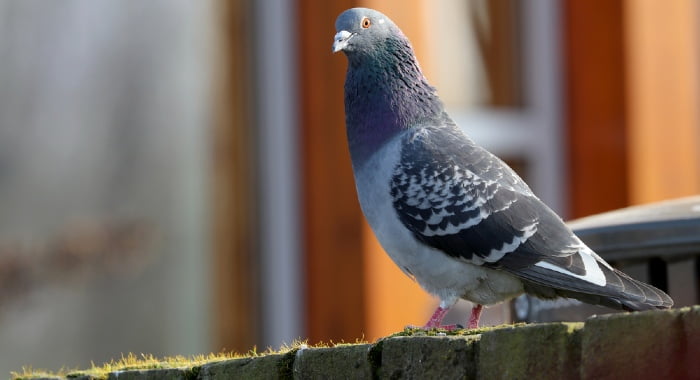 pigeon on garden fence