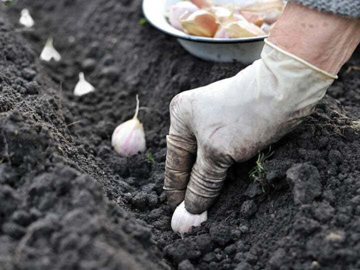Planting & Growing Garlic Bulbs (with photos) - Vegetable Growing