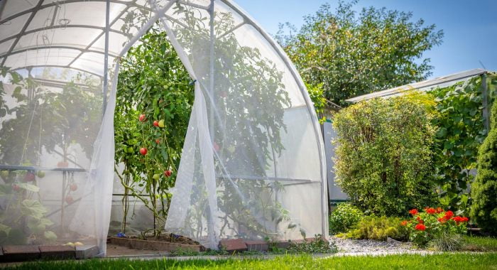 polytunnel with tomatoes