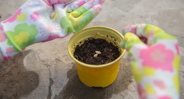 sowing seeds in pot