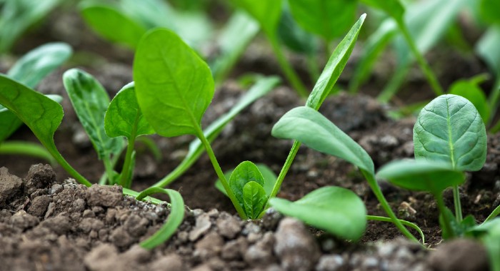 young spinach plants