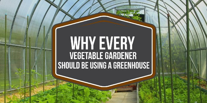 Why every vegetable gardener should be using a greenhouse