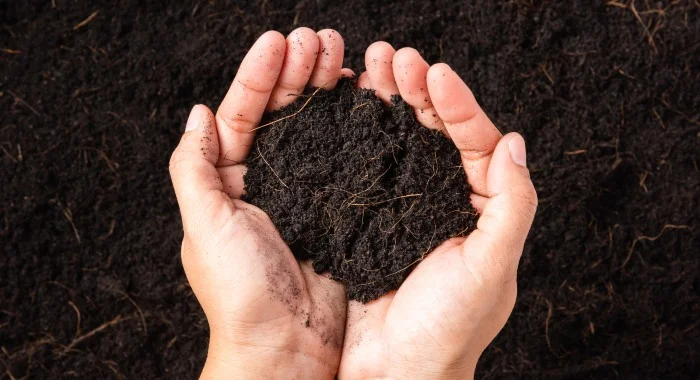Compost held in two hands
