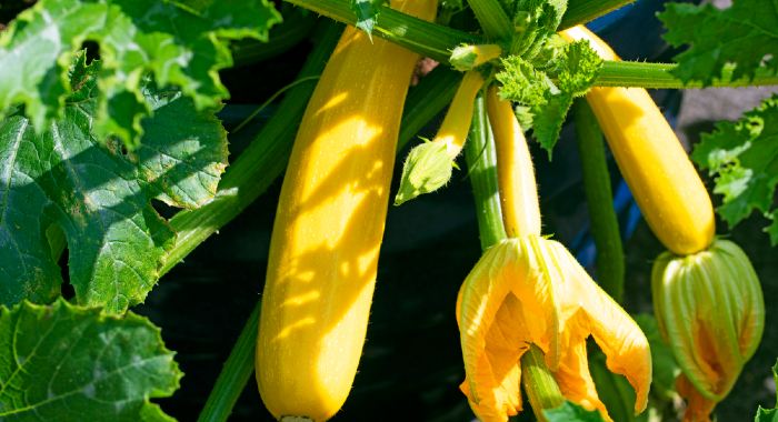 Yellow courgettes grown in a pot