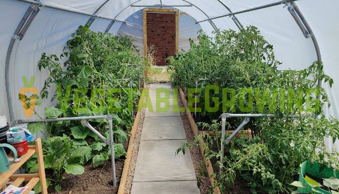 Growing Vegetables In A Polytunnel