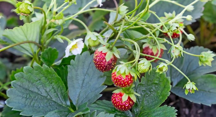 Caring for your strawberry plants