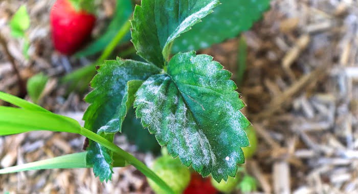 powdery mildew on strawberry leaf