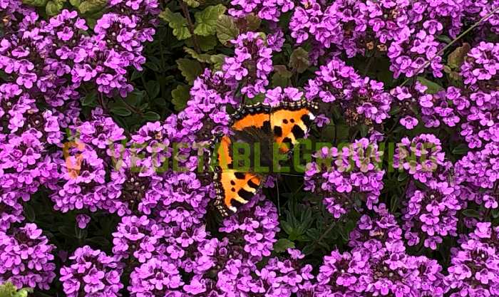 butterfly on purple flowers