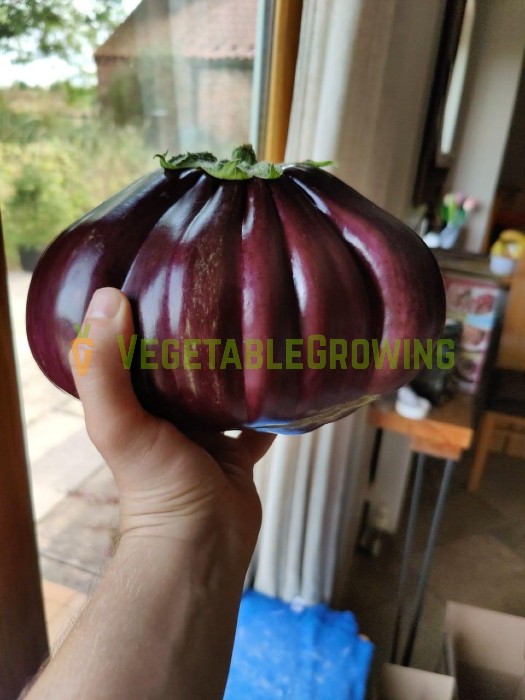 Our first huge aubergine