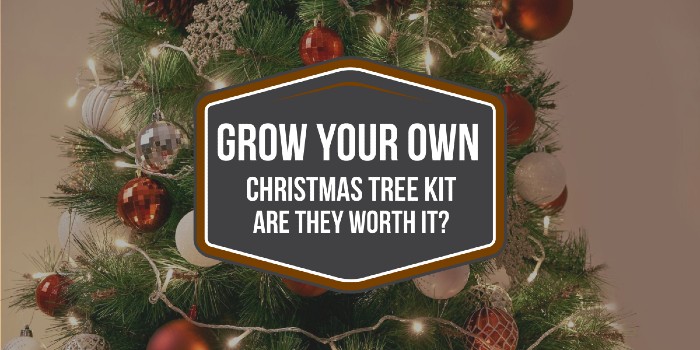 Grow Your Own Christmas Tree Kit - Are They Worth It?